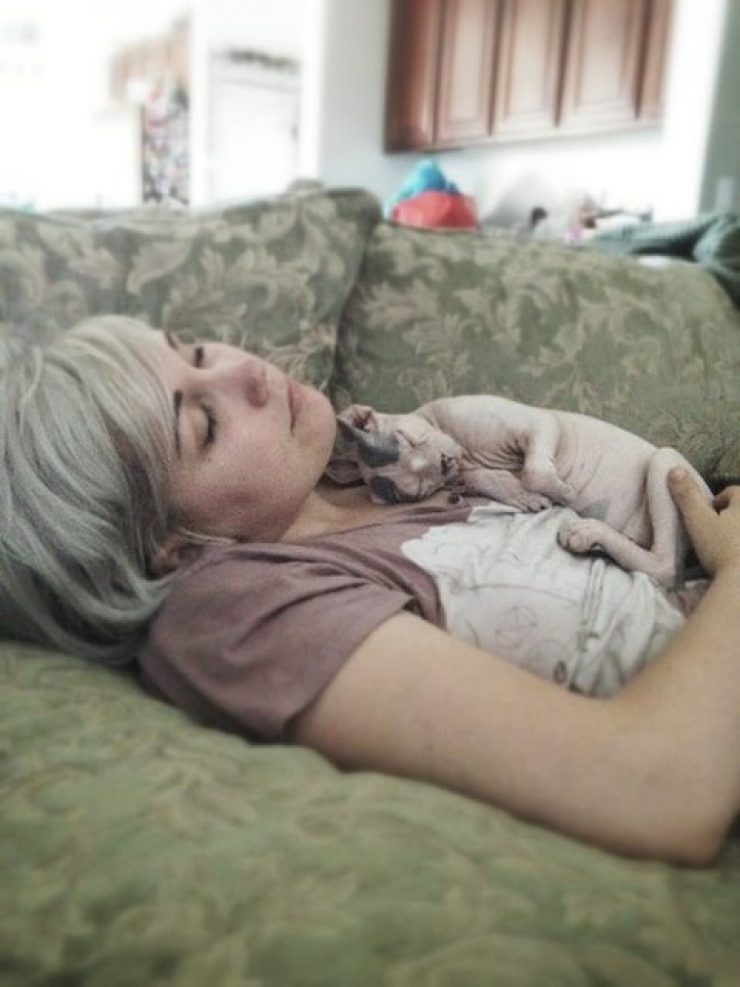 Illustration de l'article : Ces photos de chats sphynx prouvent que l'on n'a pas besoin de fourrure pour être mignon