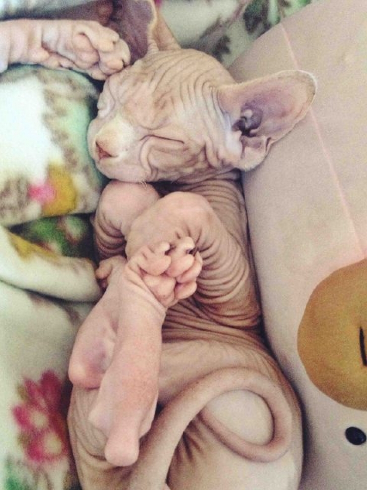 Illustration de l'article : Ces photos de chats sphynx prouvent que l'on n'a pas besoin de fourrure pour être mignon