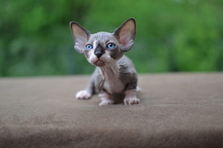 Illustration de l'article : Ces photos de chats sphynx prouvent que l'on n'a pas besoin de fourrure pour être mignon