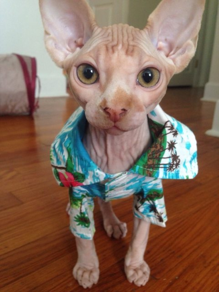 Illustration de l'article : Ces photos de chats sphynx prouvent que l'on n'a pas besoin de fourrure pour &ecirc;tre mignon