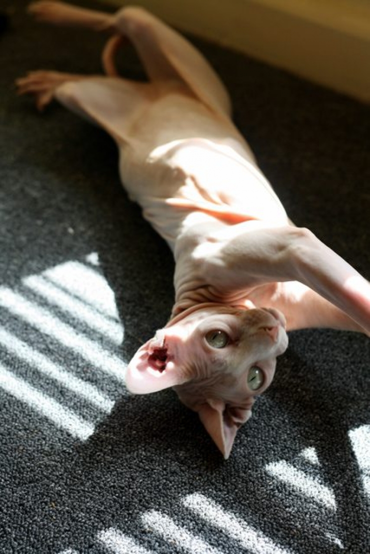 Illustration de l'article : Ces photos de chats sphynx prouvent que l'on n'a pas besoin de fourrure pour être mignon