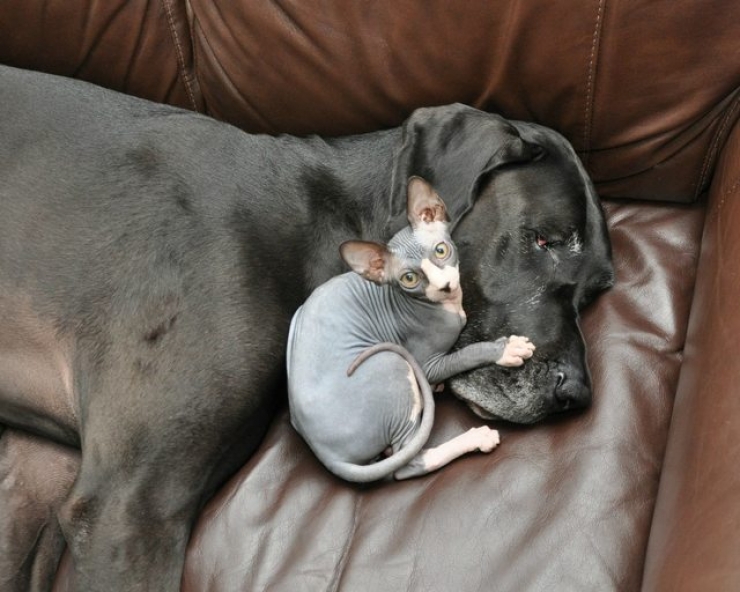 Illustration de l'article : Ces photos de chats sphynx prouvent que l'on n'a pas besoin de fourrure pour être mignon