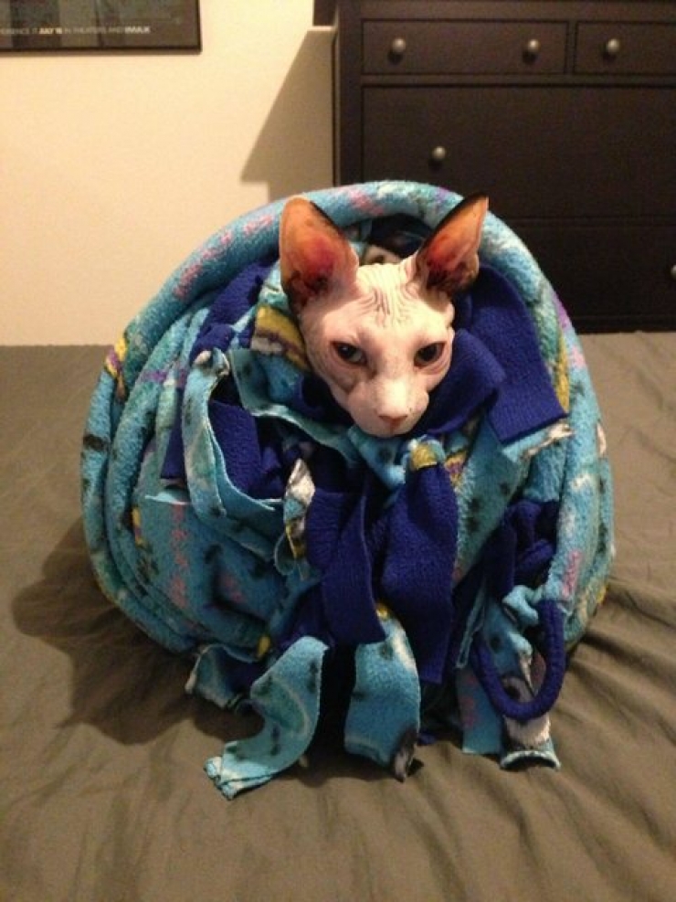 Illustration de l'article : Ces photos de chats sphynx prouvent que l'on n'a pas besoin de fourrure pour être mignon