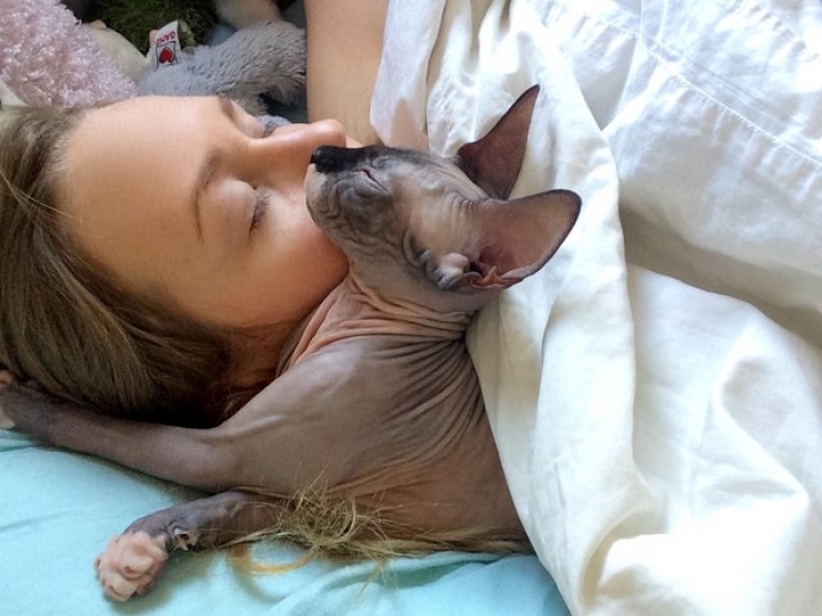 Illustration de l'article : Ces photos de chats sphynx prouvent que l'on n'a pas besoin de fourrure pour être mignon
