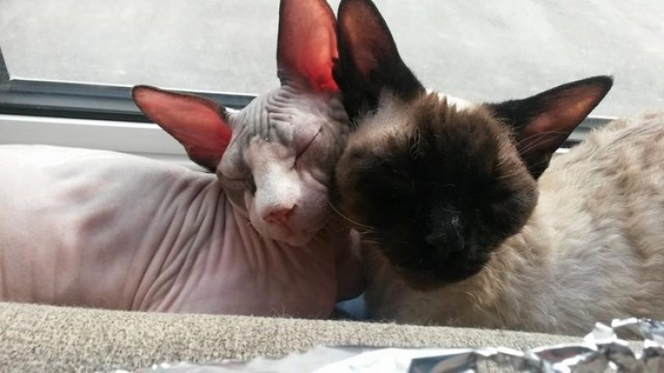 Illustration de l'article : Ces photos de chats sphynx prouvent que l'on n'a pas besoin de fourrure pour être mignon