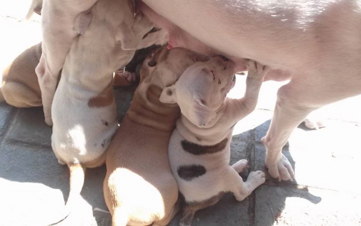 Illustration de l'article : Par miracle, une maman pitbull volée a pu retrouver ses petits