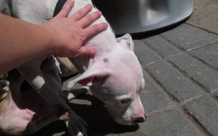 Illustration de l'article : Par miracle, une maman pitbull volée a pu retrouver ses petits