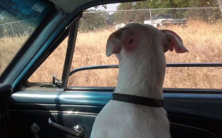 Illustration de l'article : Par miracle, une maman pitbull volée a pu retrouver ses petits