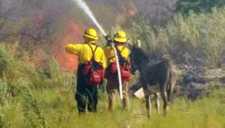 Illustration de l'article : Rescapé d'un feu de forêt, un âne reste auprès des pompiers qui l'éteignent