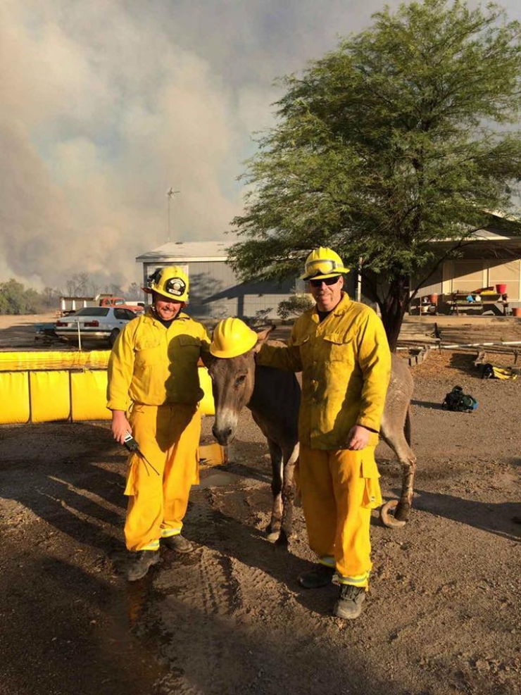 Illustration de l'article : Rescapé d'un feu de forêt, un âne reste auprès des pompiers qui l'éteignent