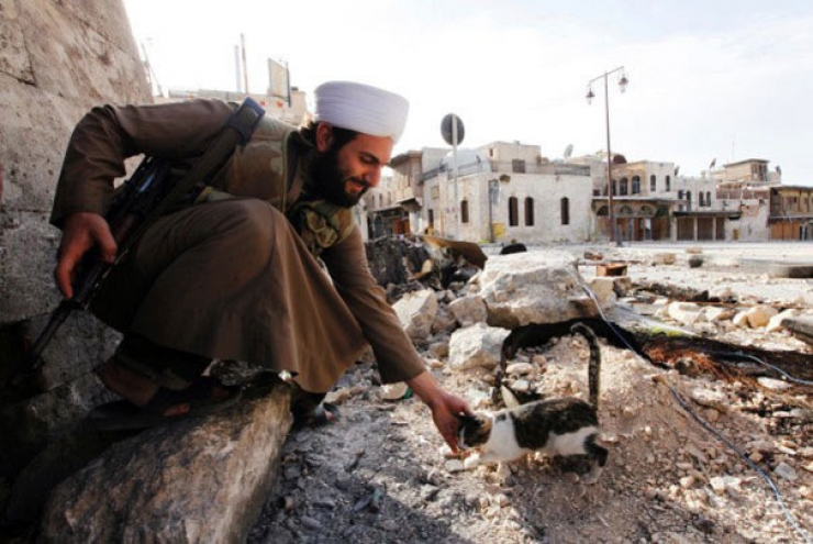 Illustration de l'article : Les plus belles scènes d'amitié entre des chats et des soldats en déploiement