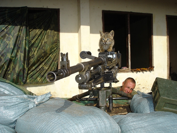 Illustration de l'article : Les plus belles scènes d'amitié entre des chats et des soldats en déploiement