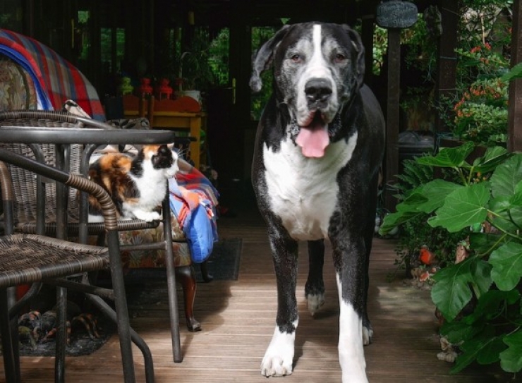 Illustration de l'article : Ce couple pensait adopter un tout petit chien mais attendez de voir ce qu'ils ont d&eacute;couvert ! 