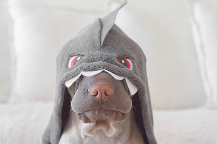 Illustration de l'article : Il n'y a pas plus adorable duo d'amis que Paddington le shar-peï et Butler le chat