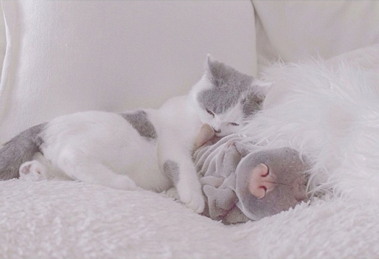 Illustration de l'article : Il n'y a pas plus adorable duo d'amis que Paddington le shar-peï et Butler le chat