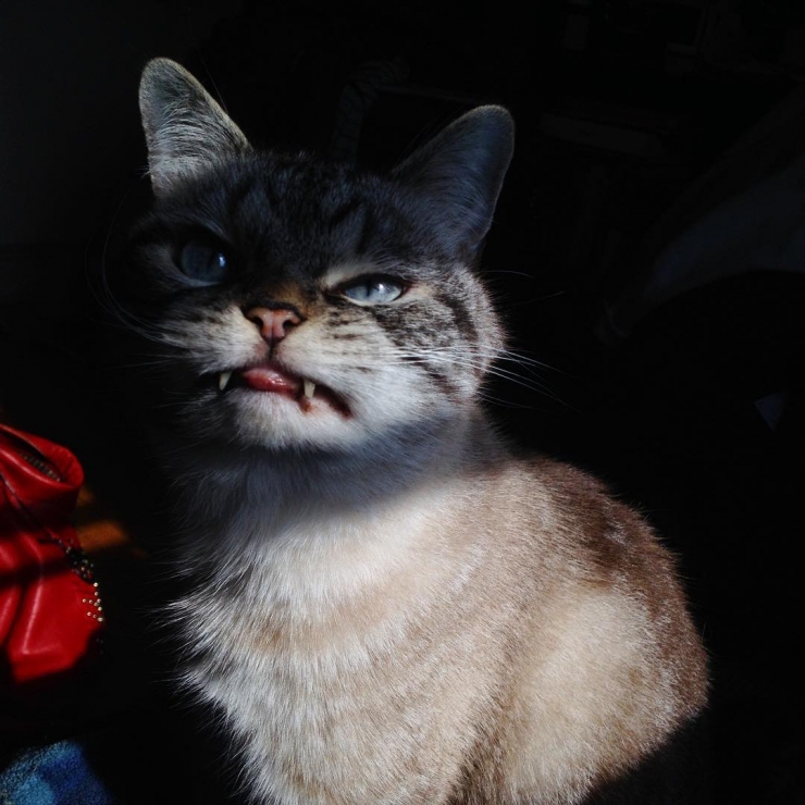 Illustration de l'article : Ce chat "vampire" est le nouveau chouchou des r&eacute;seaux sociaux