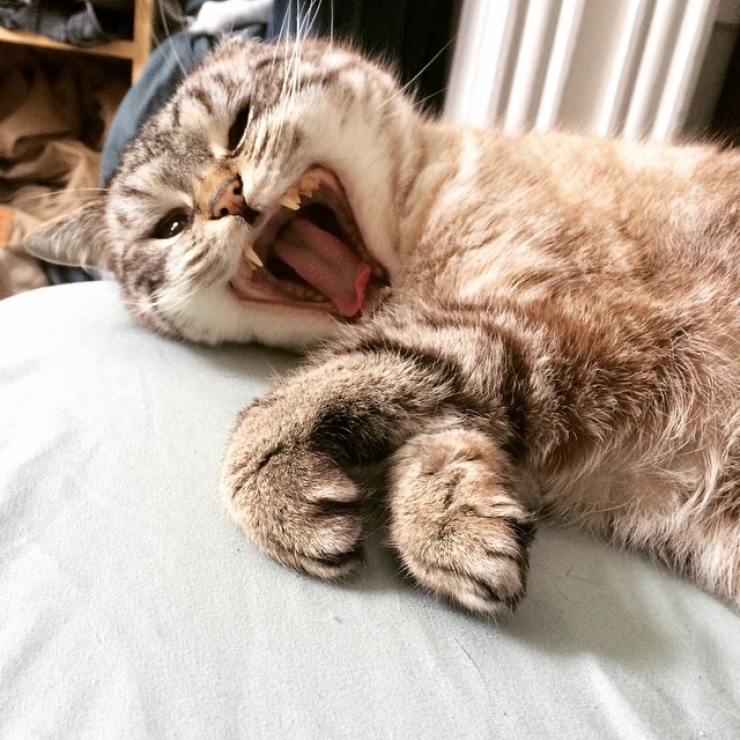 Illustration de l'article : Ce chat "vampire" est le nouveau chouchou des r&eacute;seaux sociaux