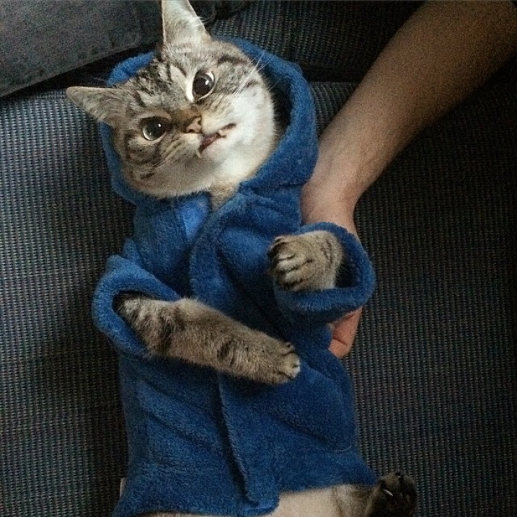 Illustration de l'article : Ce chat "vampire" est le nouveau chouchou des r&eacute;seaux sociaux