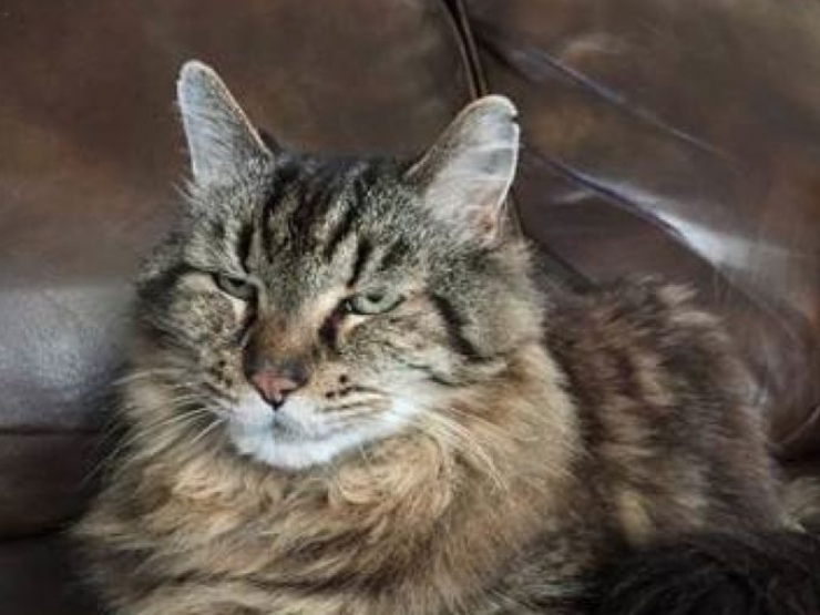 Illustration de l'article : Voici Corduroy, le doyen mondial des chats