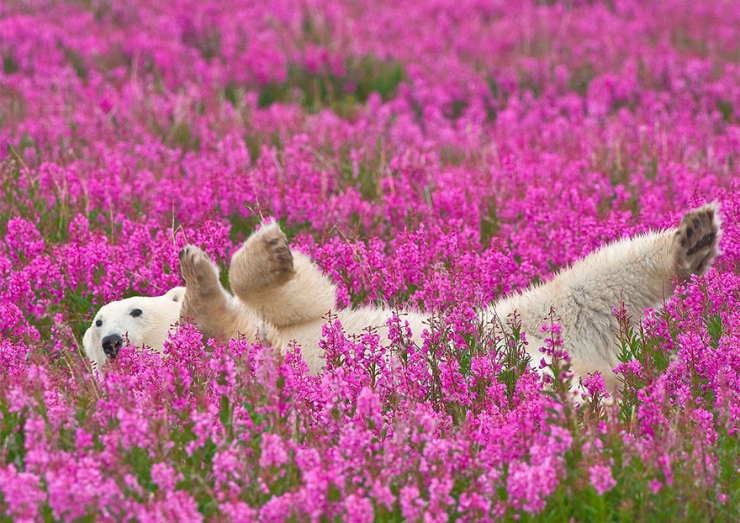 Illustration de l'article : Des photos rares et précieuses d'ours polaires s'amusant au milieu des fleurs