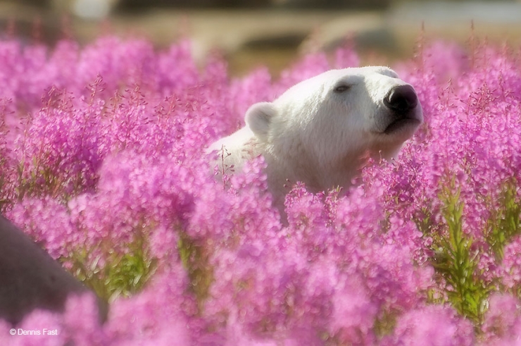 Illustration de l'article : Des photos rares et précieuses d'ours polaires s'amusant au milieu des fleurs