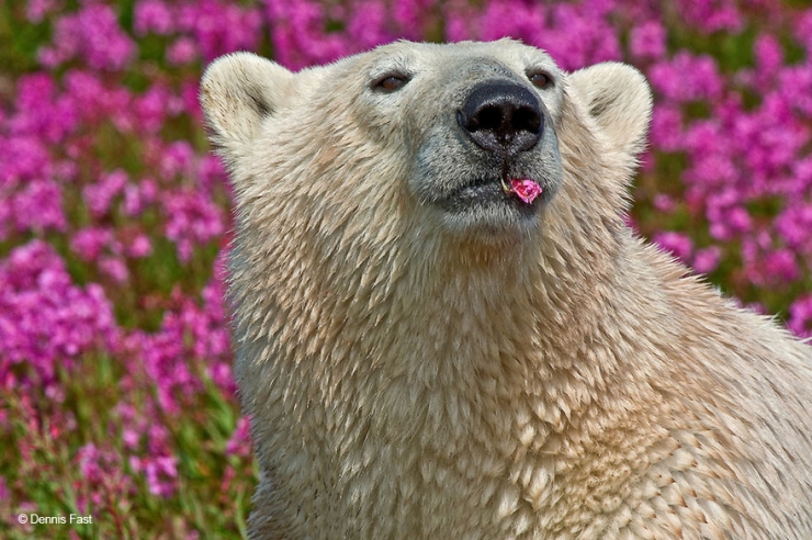 Illustration de l'article : Des photos rares et précieuses d'ours polaires s'amusant au milieu des fleurs