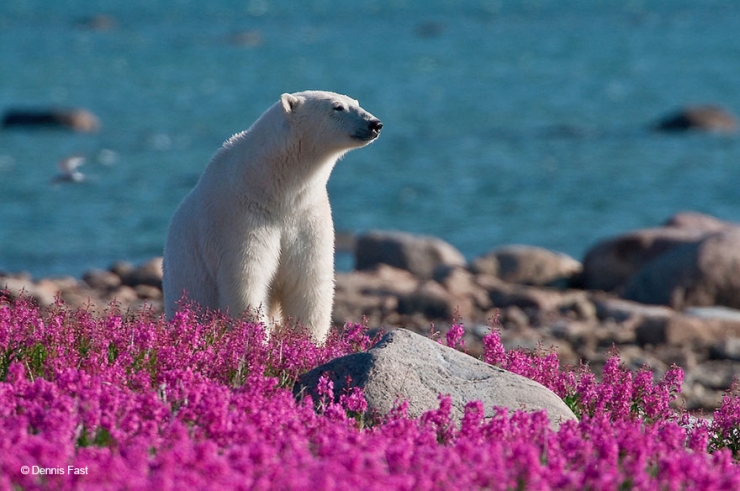 Illustration de l'article : Des photos rares et précieuses d'ours polaires s'amusant au milieu des fleurs