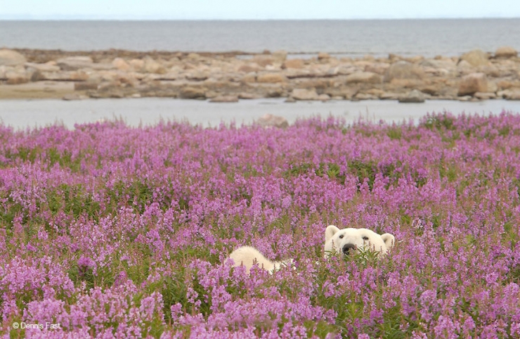 Illustration de l'article : Des photos rares et précieuses d'ours polaires s'amusant au milieu des fleurs