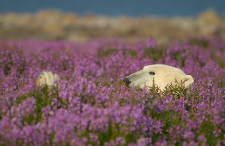 Illustration de l'article : Des photos rares et précieuses d'ours polaires s'amusant au milieu des fleurs