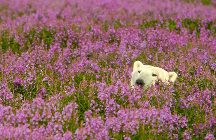 Illustration de l'article : Des photos rares et pr&eacute;cieuses d'ours polaires s'amusant au milieu des fleurs