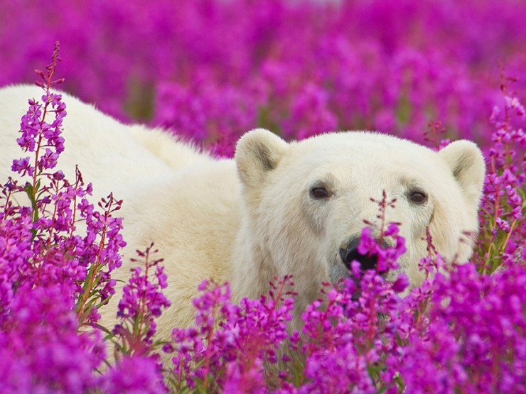 Illustration de l'article : Des photos rares et précieuses d'ours polaires s'amusant au milieu des fleurs