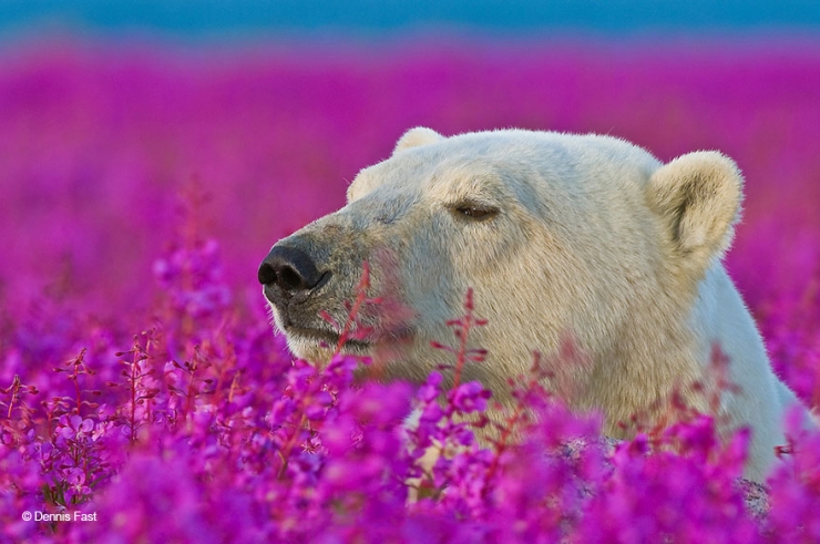 Illustration de l'article : Des photos rares et précieuses d'ours polaires s'amusant au milieu des fleurs