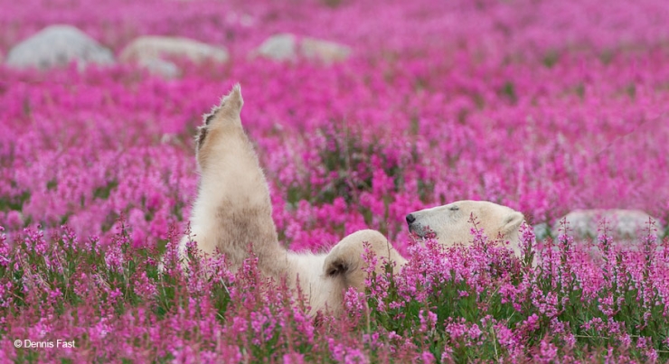 Illustration de l'article : Des photos rares et précieuses d'ours polaires s'amusant au milieu des fleurs