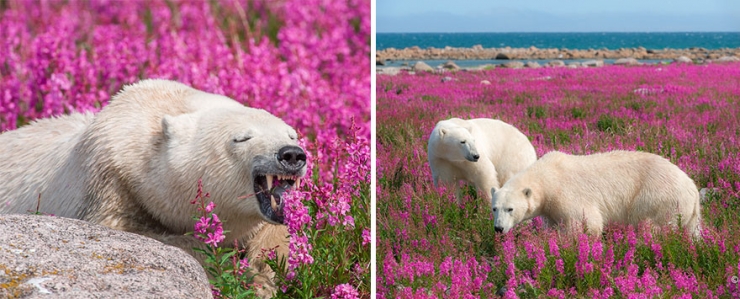 Illustration de l'article : Des photos rares et précieuses d'ours polaires s'amusant au milieu des fleurs