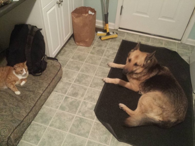 Illustration de l'article : Ces chats qui ne manquent aucune occasion de rappeler aux chiens qu'ils sont les ma&icirc;tres des lieux