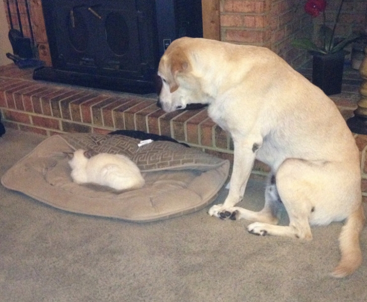 Illustration de l'article : Ces chats qui ne manquent aucune occasion de rappeler aux chiens qu'ils sont les ma&icirc;tres des lieux