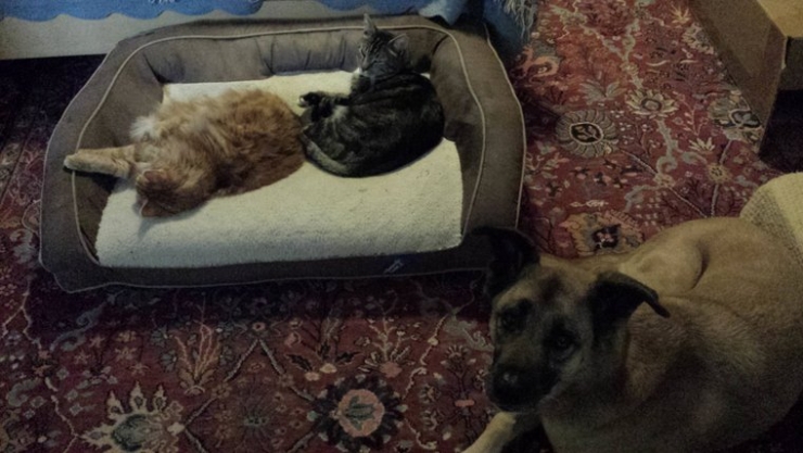 Illustration de l'article : Ces chats qui ne manquent aucune occasion de rappeler aux chiens qu'ils sont les ma&icirc;tres des lieux