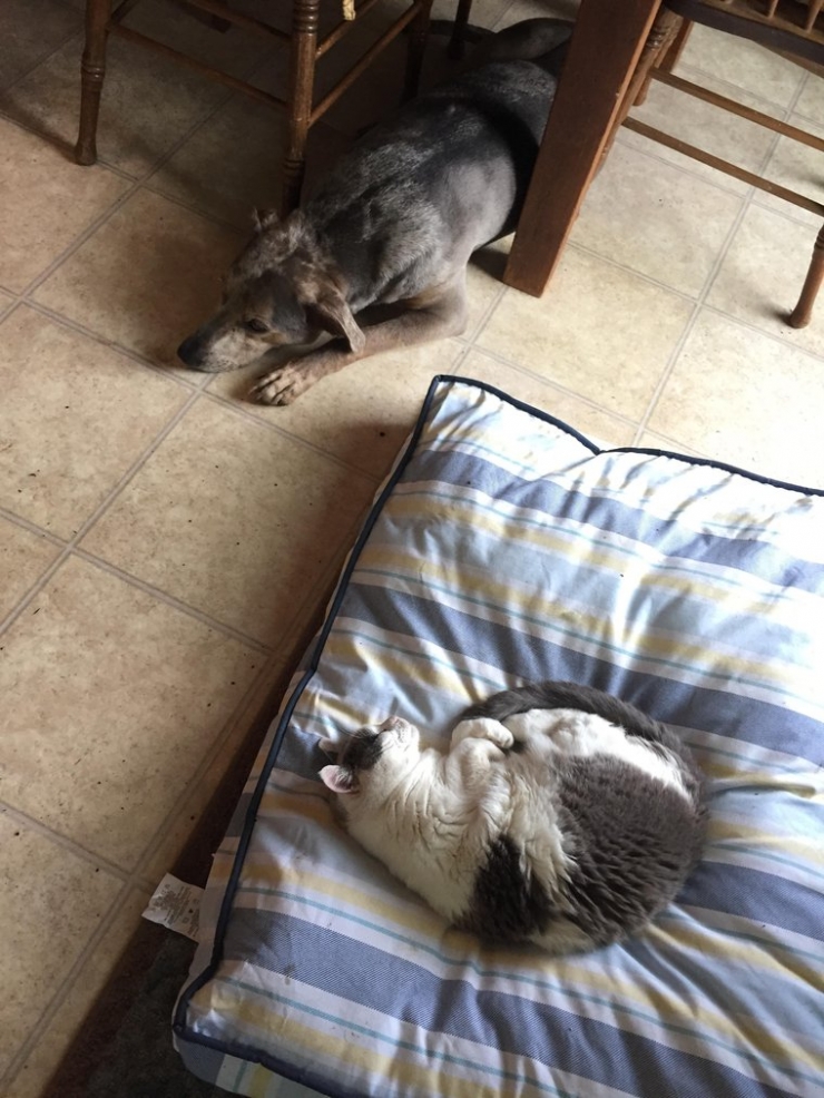 Illustration de l'article : Ces chats qui ne manquent aucune occasion de rappeler aux chiens qu'ils sont les ma&icirc;tres des lieux