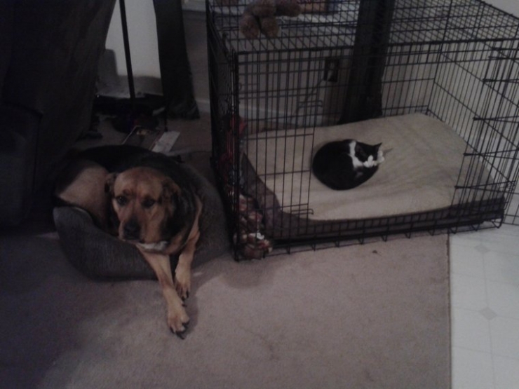 Illustration de l'article : Ces chats qui ne manquent aucune occasion de rappeler aux chiens qu'ils sont les ma&icirc;tres des lieux