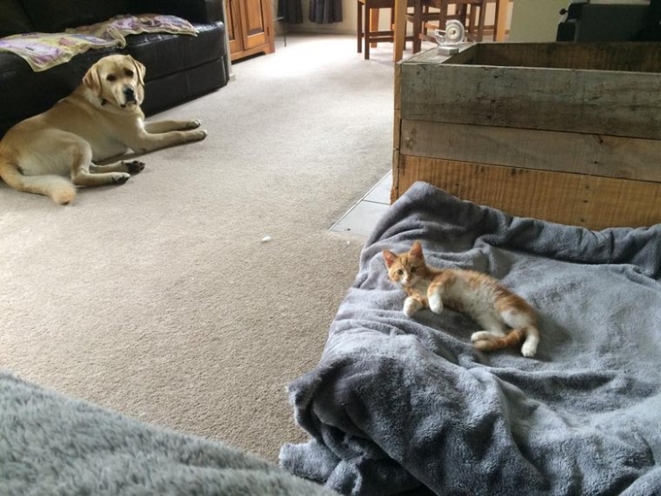 Illustration de l'article : Ces chats qui ne manquent aucune occasion de rappeler aux chiens qu'ils sont les ma&icirc;tres des lieux