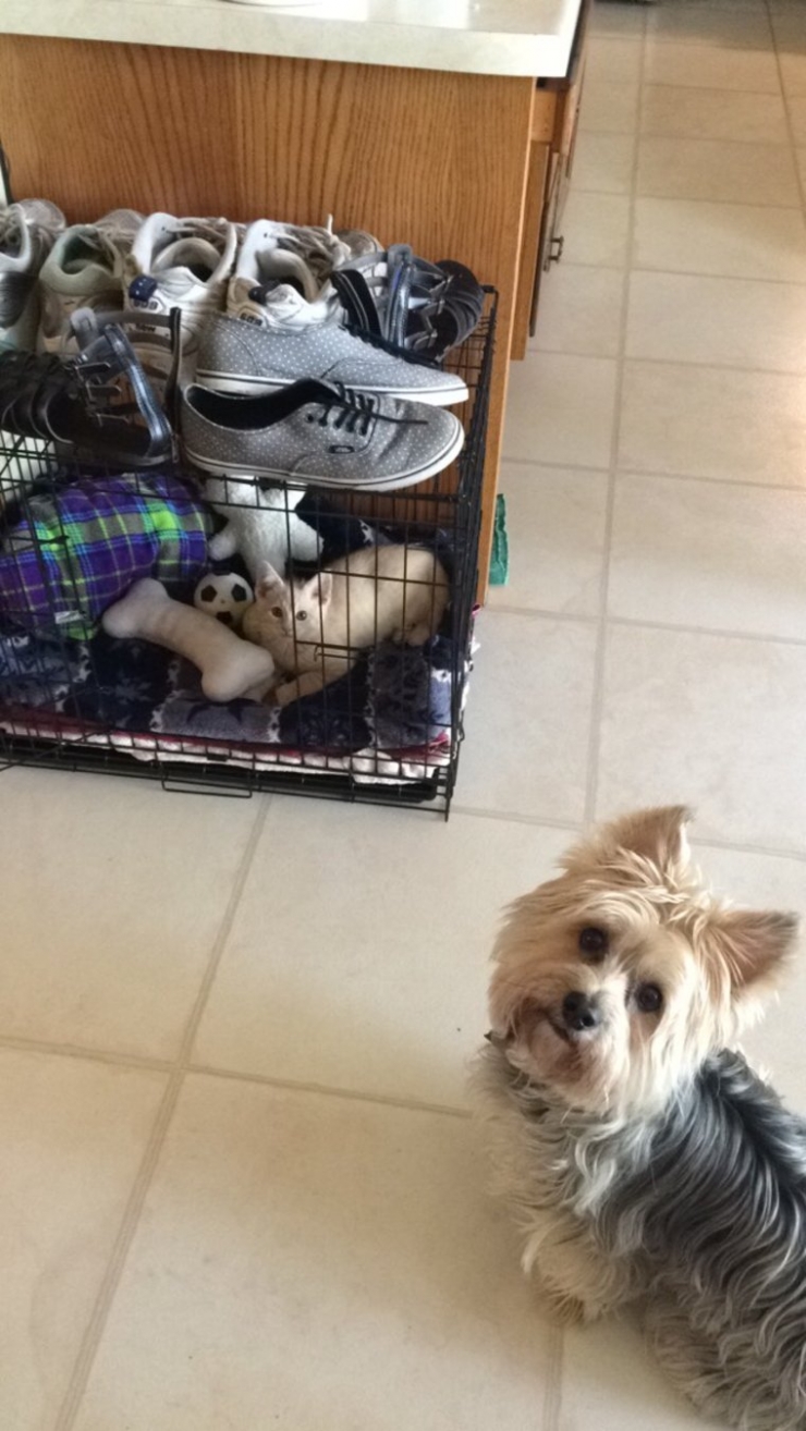 Illustration de l'article : Ces chats qui ne manquent aucune occasion de rappeler aux chiens qu'ils sont les ma&icirc;tres des lieux