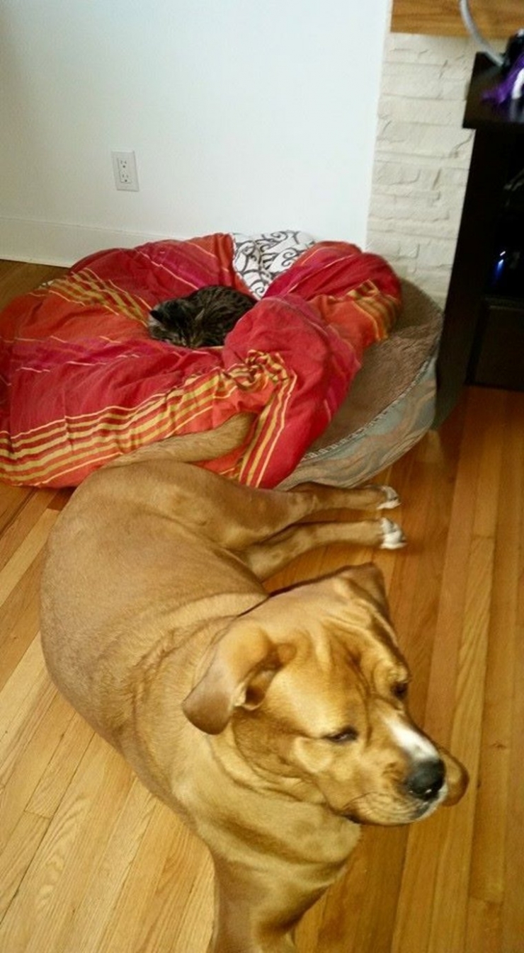 Illustration de l'article : Ces chats qui ne manquent aucune occasion de rappeler aux chiens qu'ils sont les ma&icirc;tres des lieux