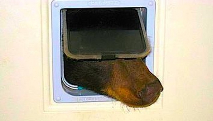 Illustration de l'article : Un ours tente d'entrer par la chati&egrave;re