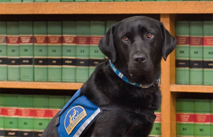 Illustration de l'article : Des chiens pour aider les victimes &agrave; faire face &agrave; leurs agresseurs au tribunal