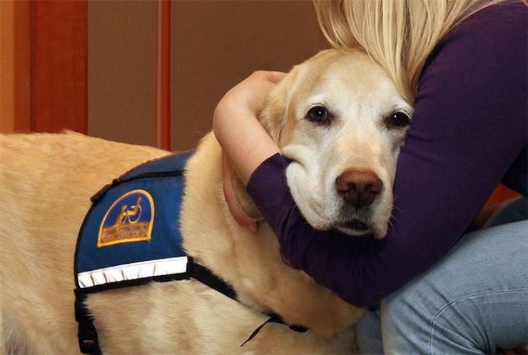 Illustration de l'article : Des chiens pour aider les victimes &agrave; faire face &agrave; leurs agresseurs au tribunal