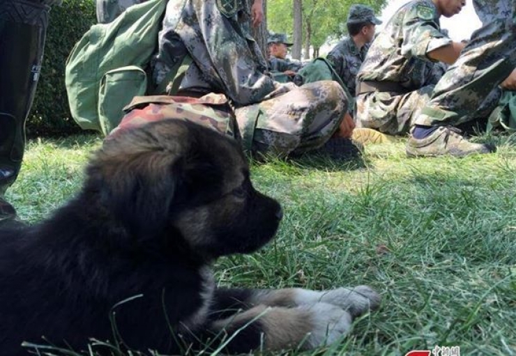 Illustration de l'article : Voici Shenghua, le petit miraculé de Tianjin