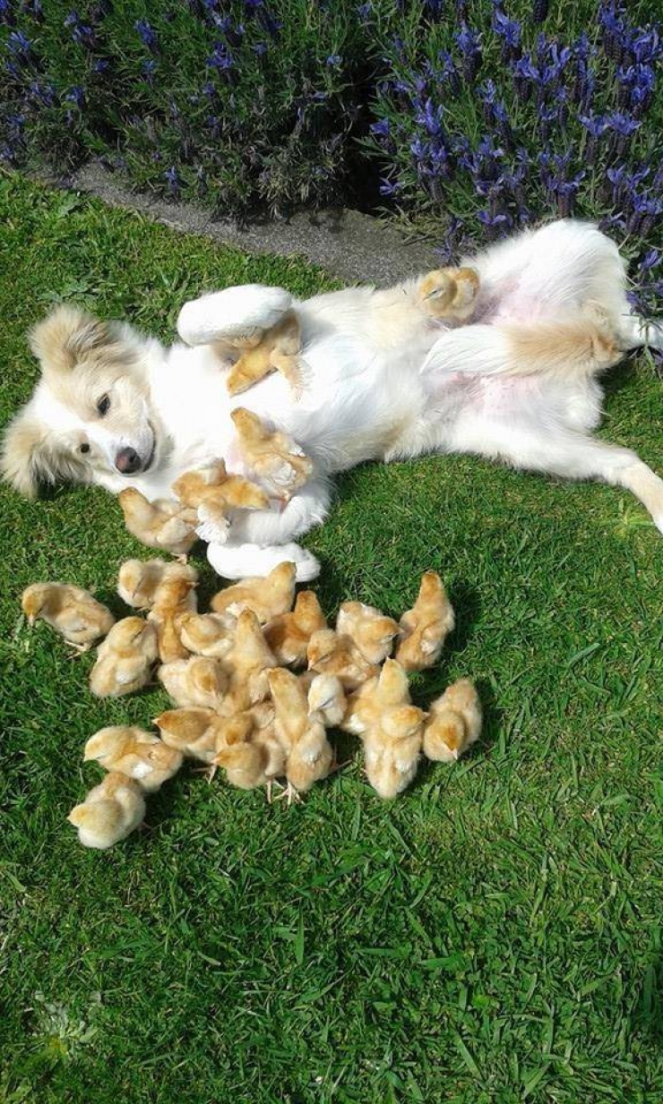 Illustration de l'article : 24 photos de nos amies les bêtes qui vont vous mettre de bonne humeur