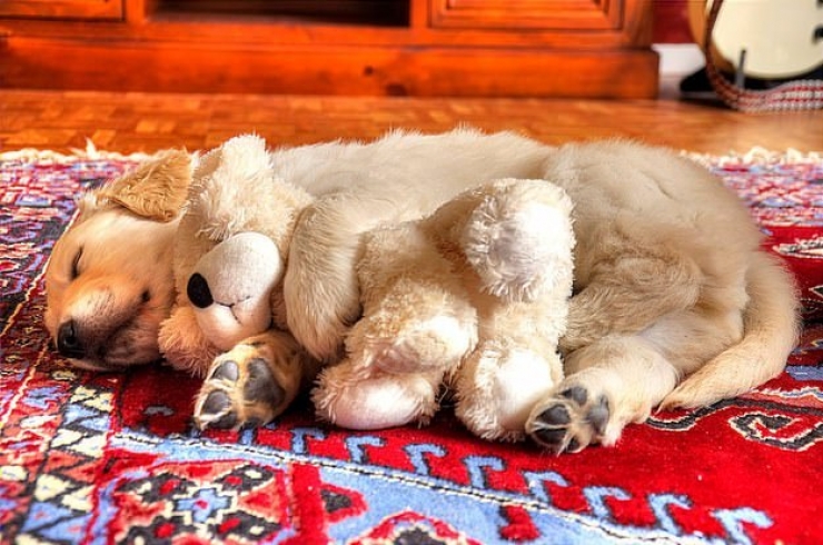 Illustration de l'article : 24 photos de nos amies les bêtes qui vont vous mettre de bonne humeur