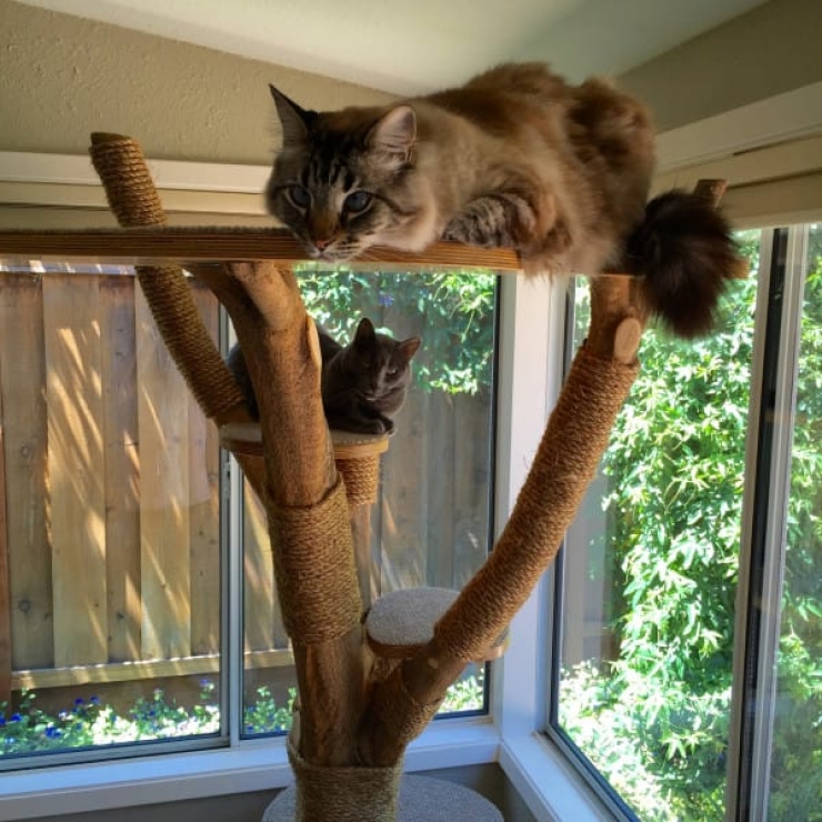 Une Grosse Branche Et Un Peu De Creativite Pour Realiser Un Arbre A Chat Une Grosse Branche Et Un Peu De Creativite Pour Realiser Un Arbre A Chat