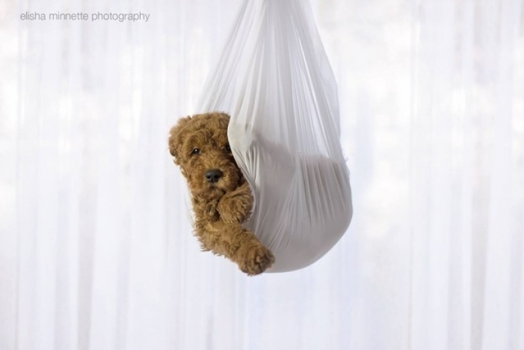 Illustration de l'article : Ce couple n'a pas l'intention d'avoir honte de cette s&eacute;ance photos pleine d'humour avec leur nouveau n&eacute; !